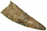 Juvenile Fossil Spinosaurus Tooth - Real Dinosaur Tooth #348704-1